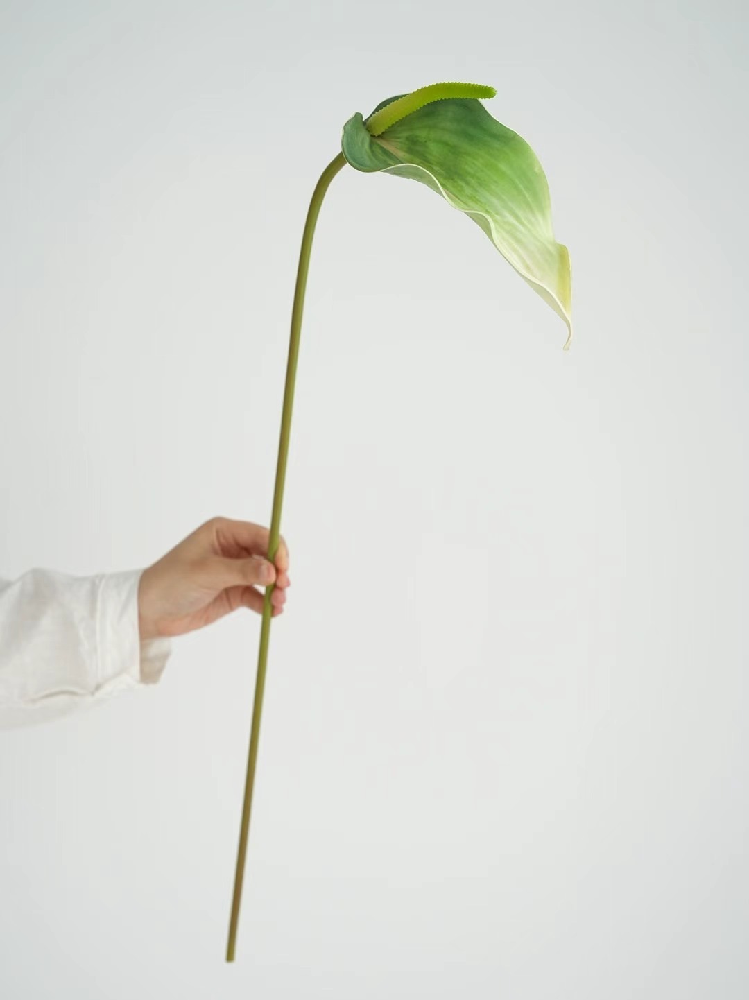 Anthurium