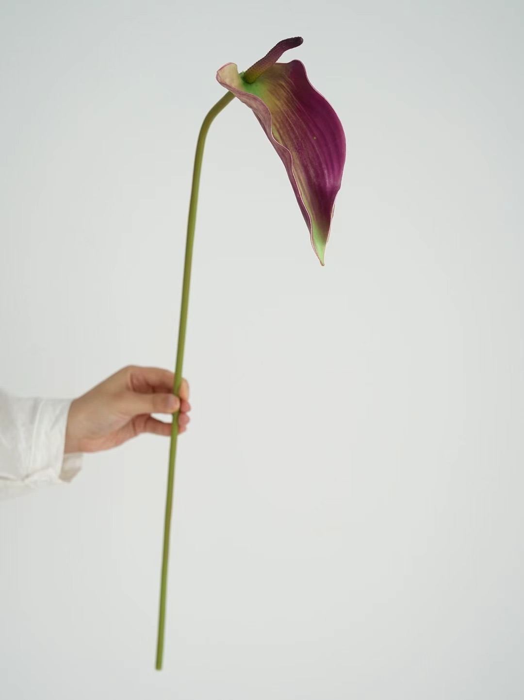 Anthurium