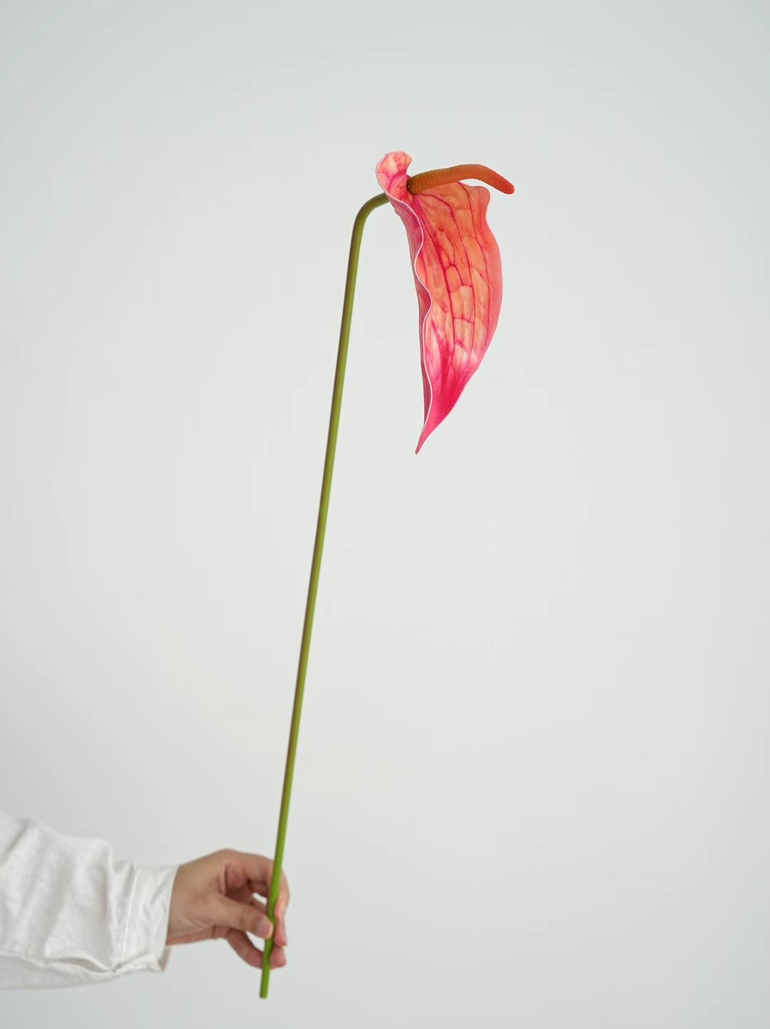 Anthurium