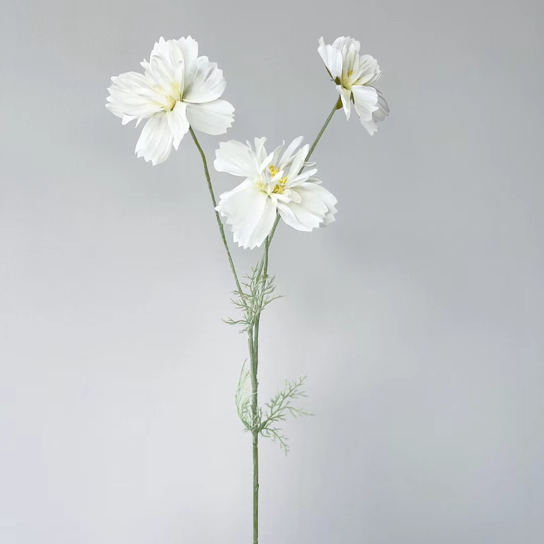 wild chrysanthemum