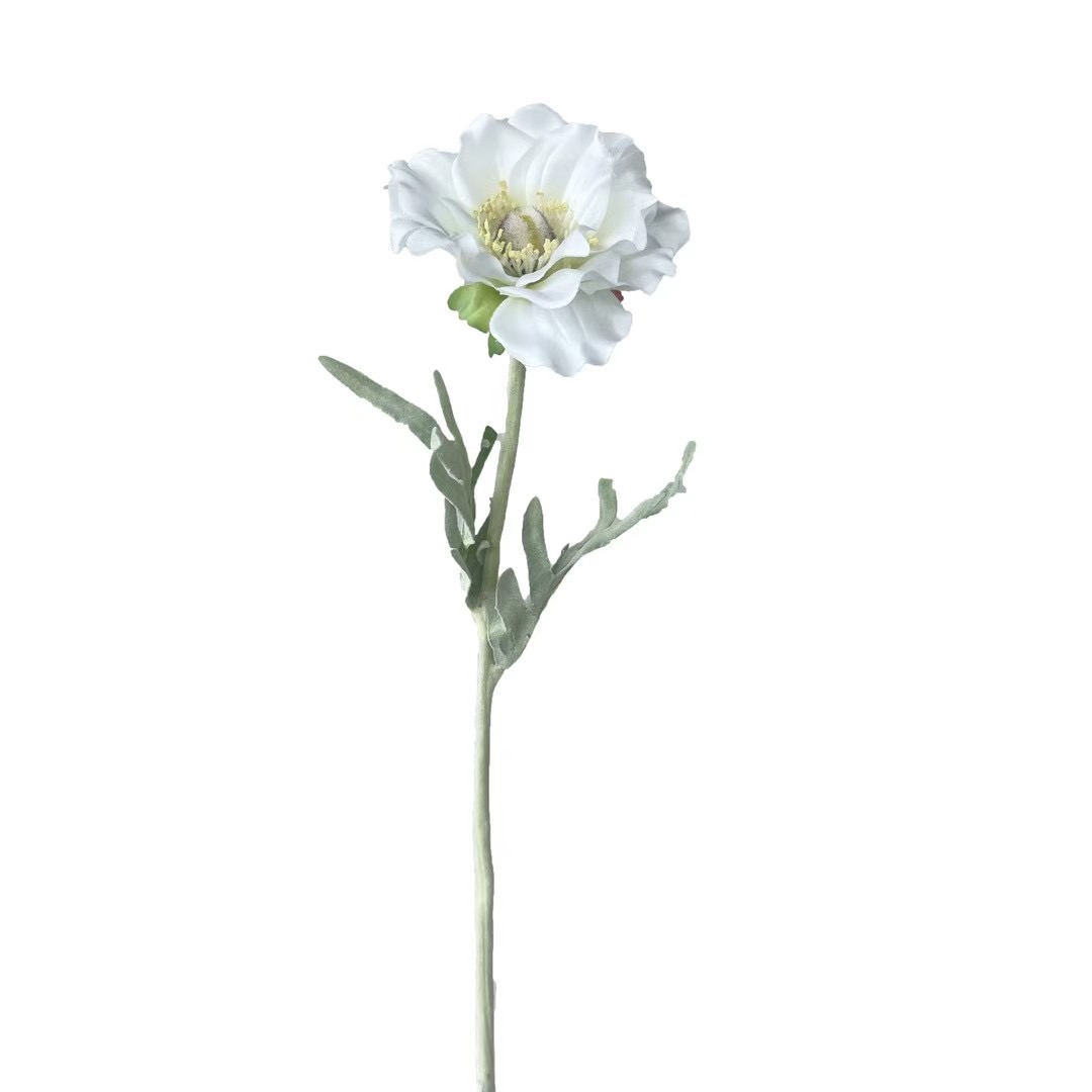 Anemone