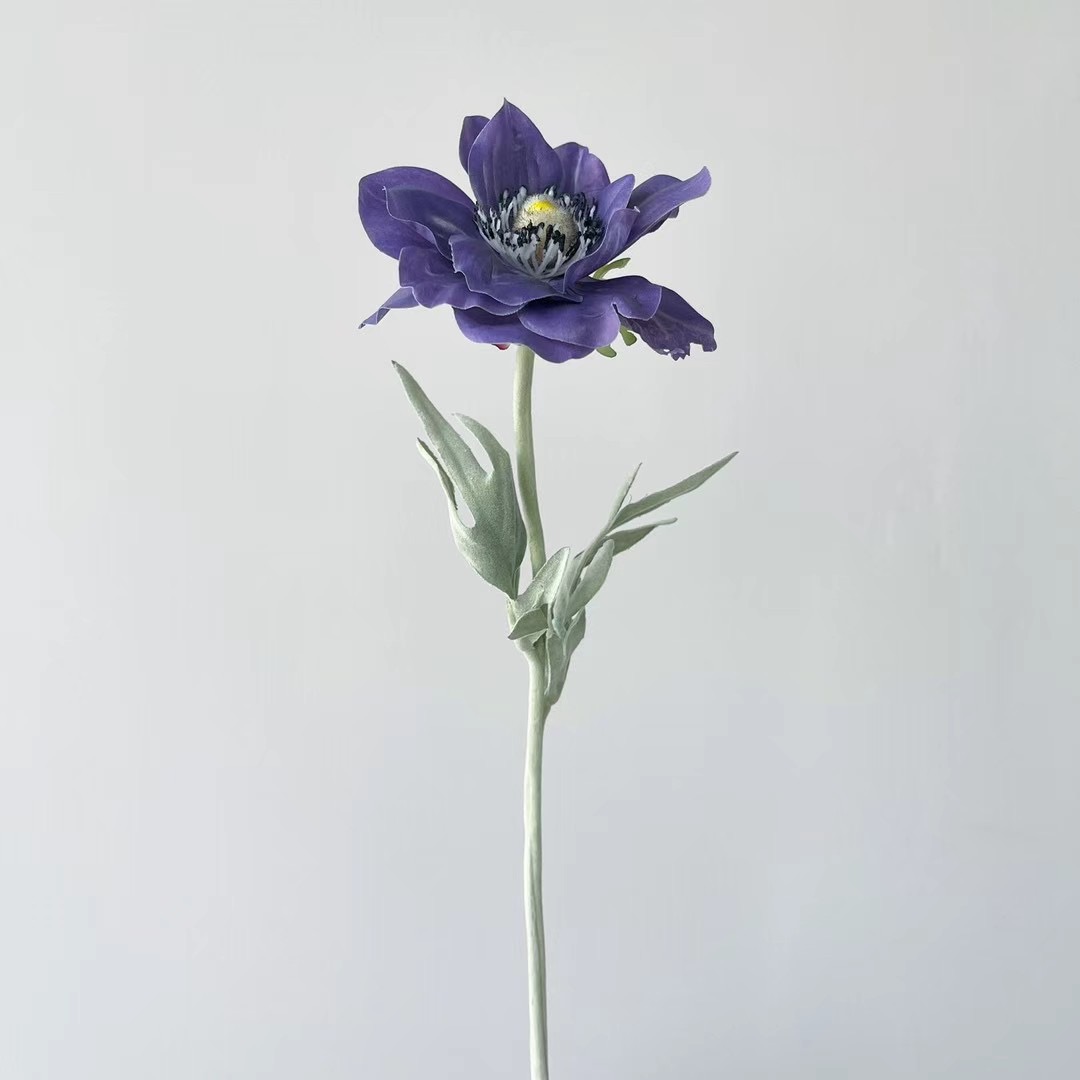 Anemone