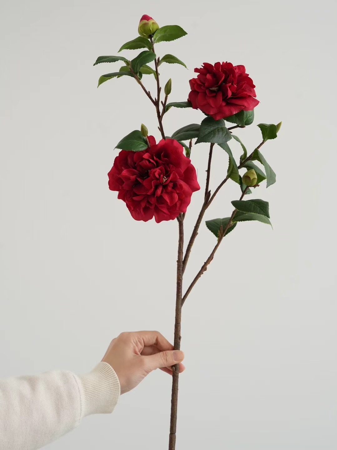 Camellia