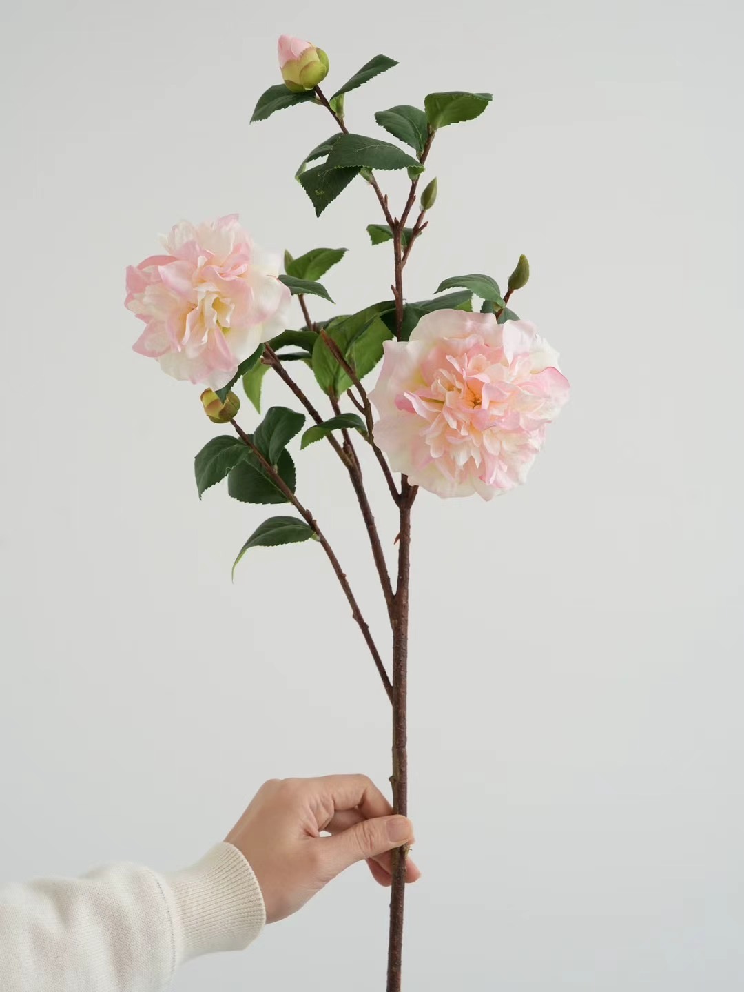 Camellia