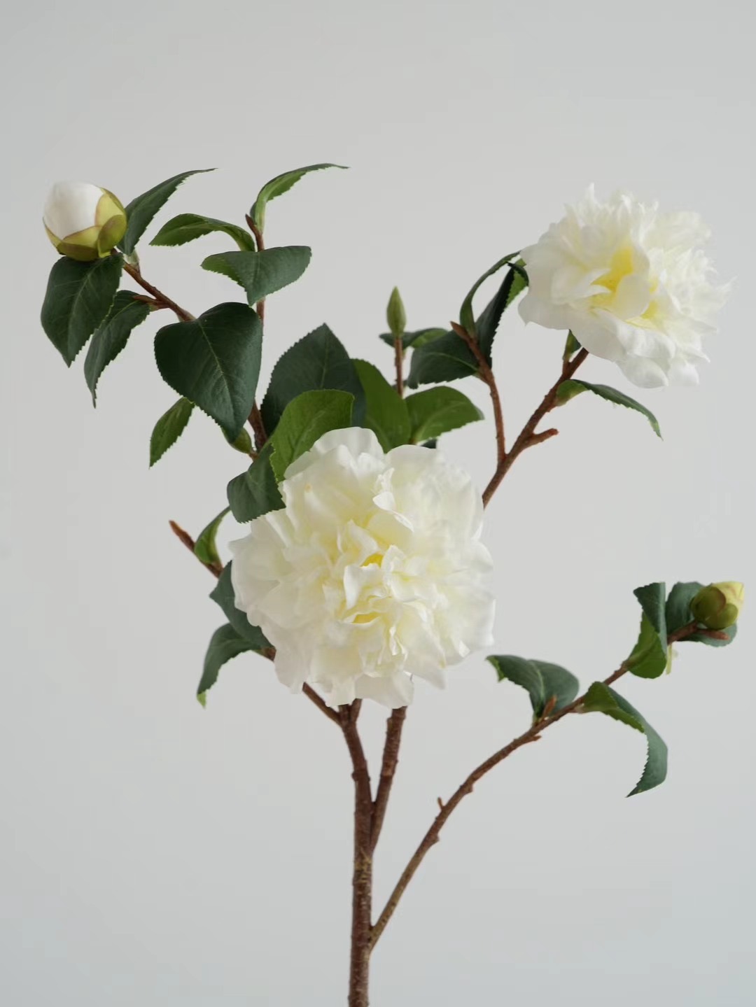 Camellia