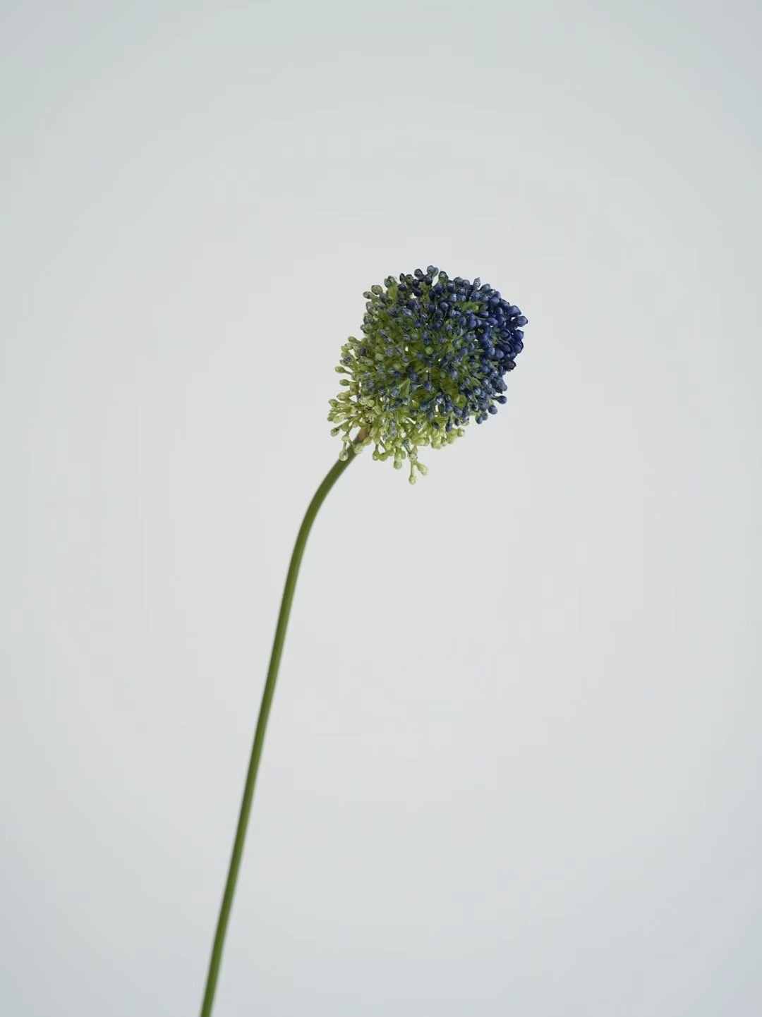 onions flower