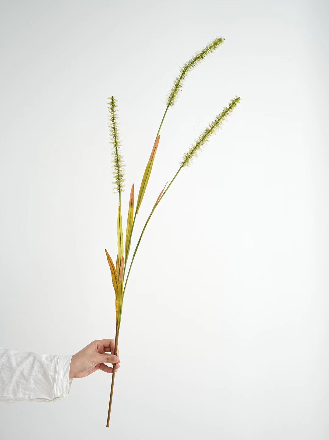 Setaria, Wild flower