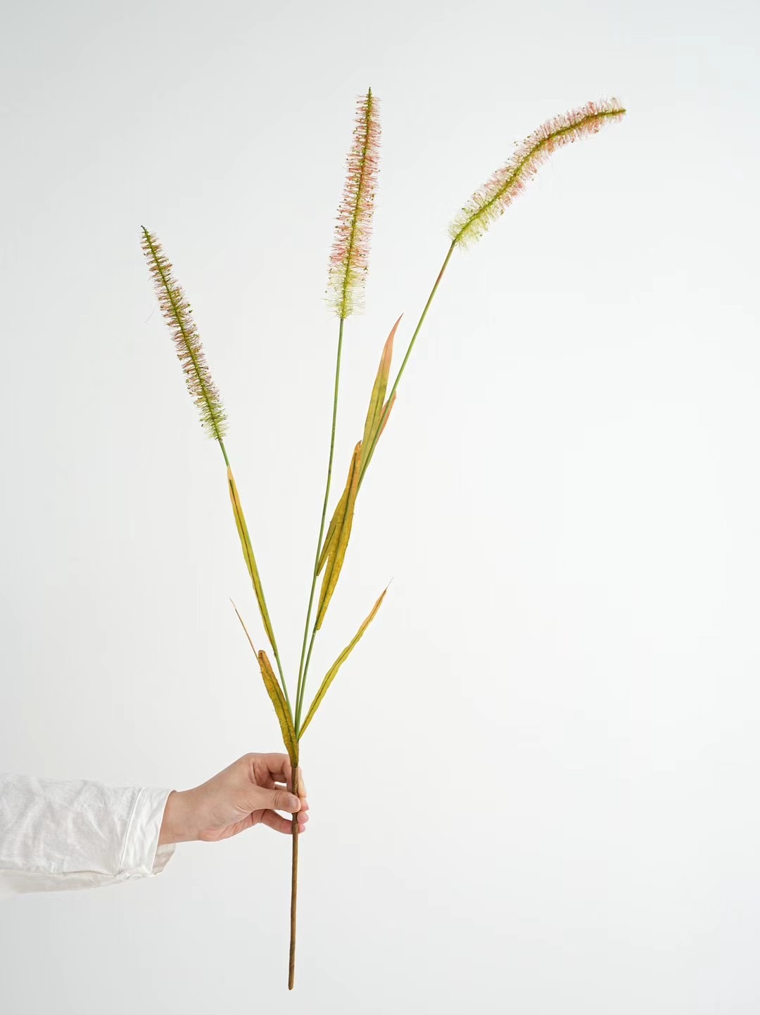 Setaria, Wild flower