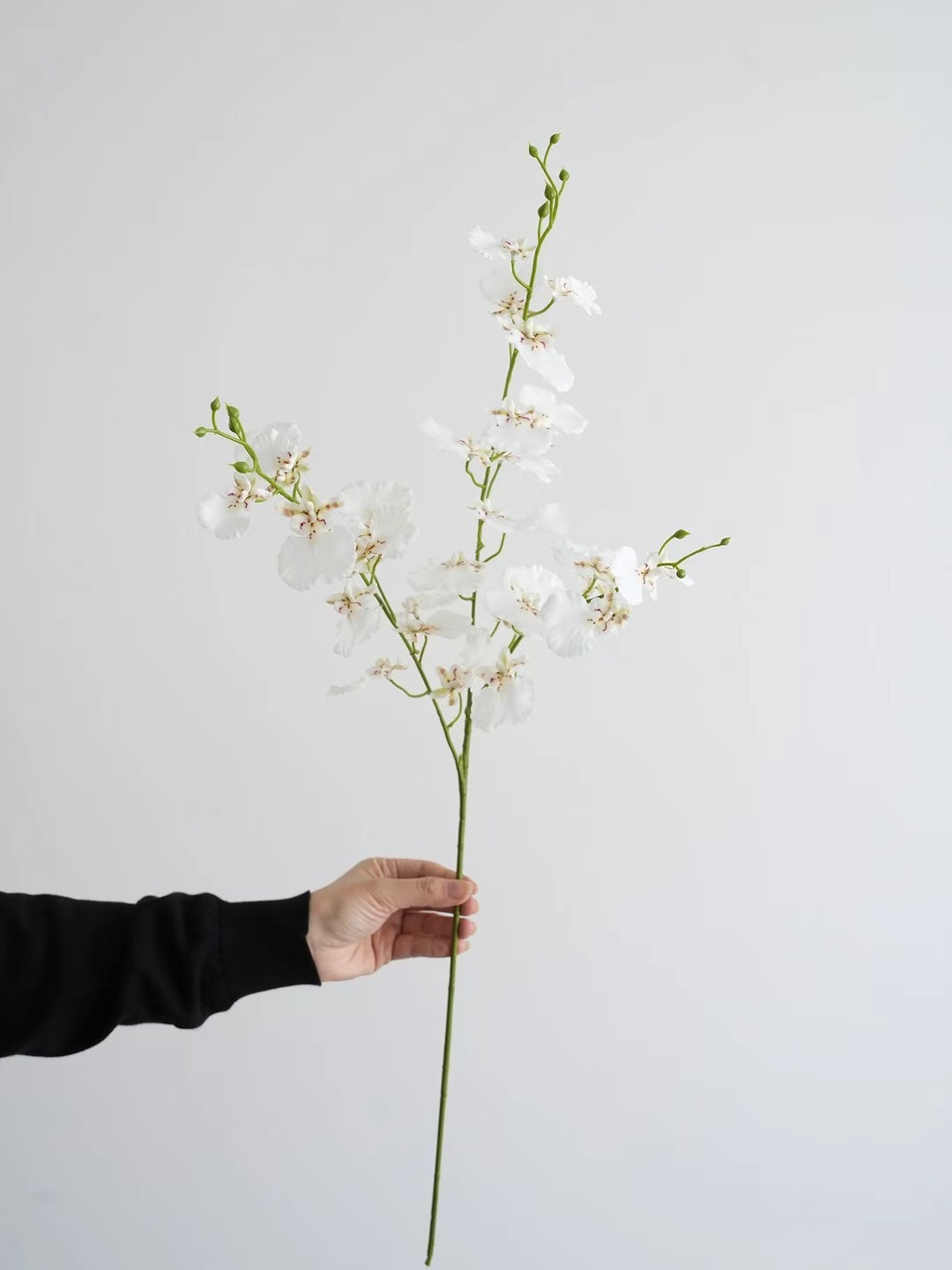 Dancing-lady Orchid