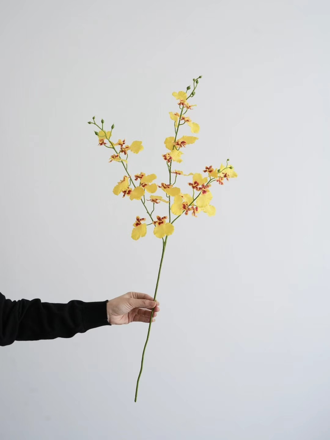 Dancing-lady Orchid