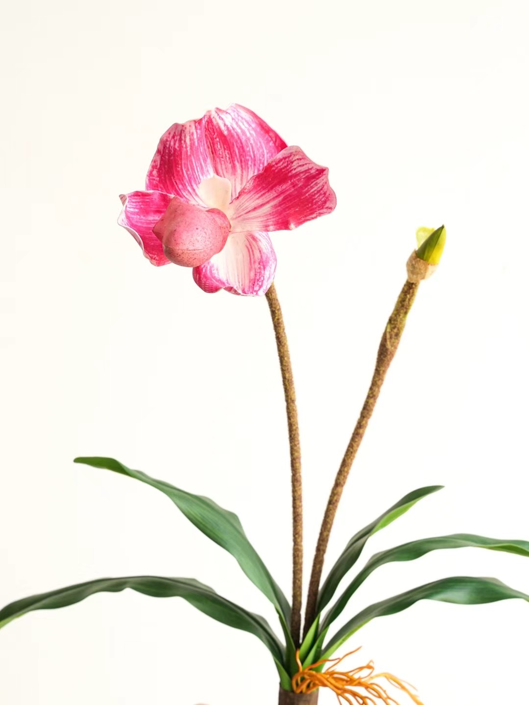 venus slipper