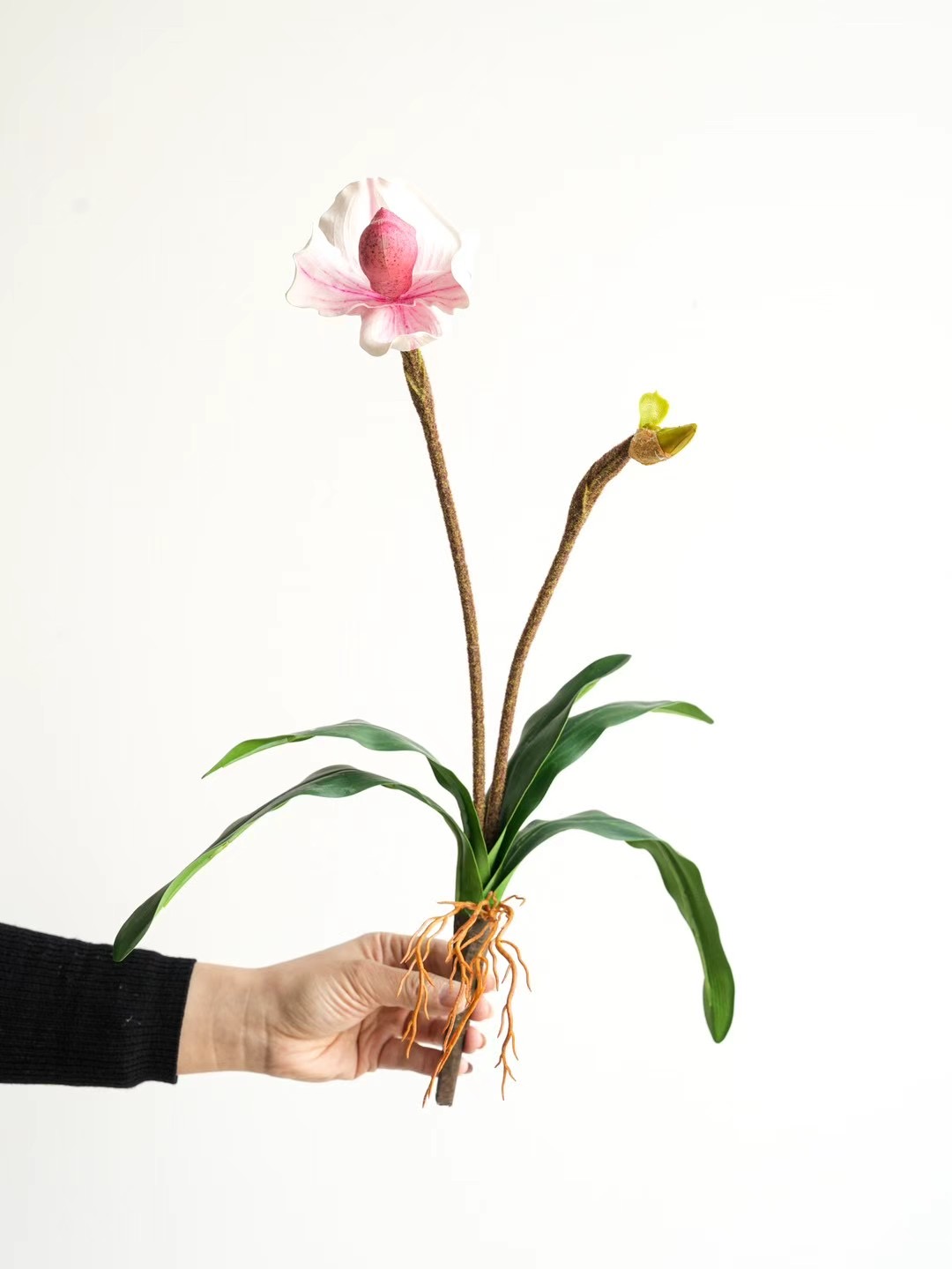 venus slipper