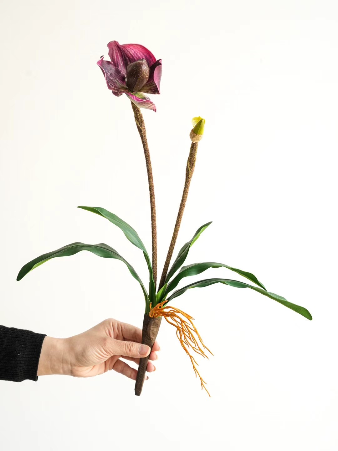 venus slipper