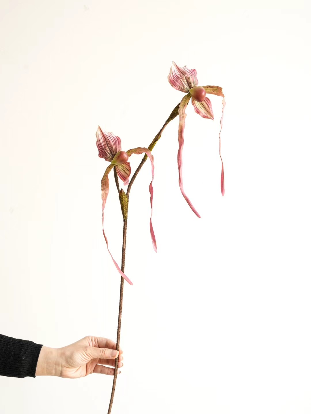 orchid