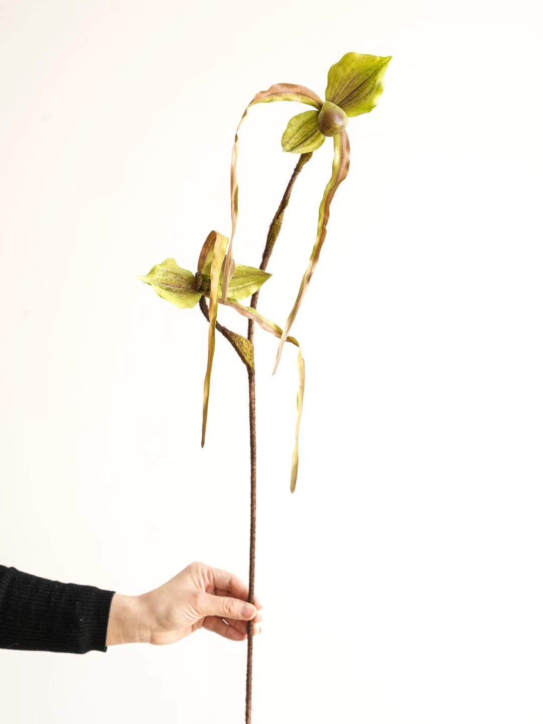 orchid