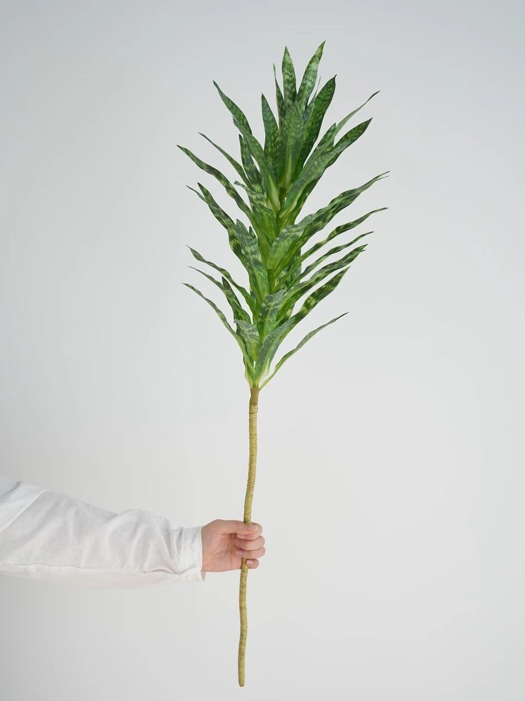 Dracaena