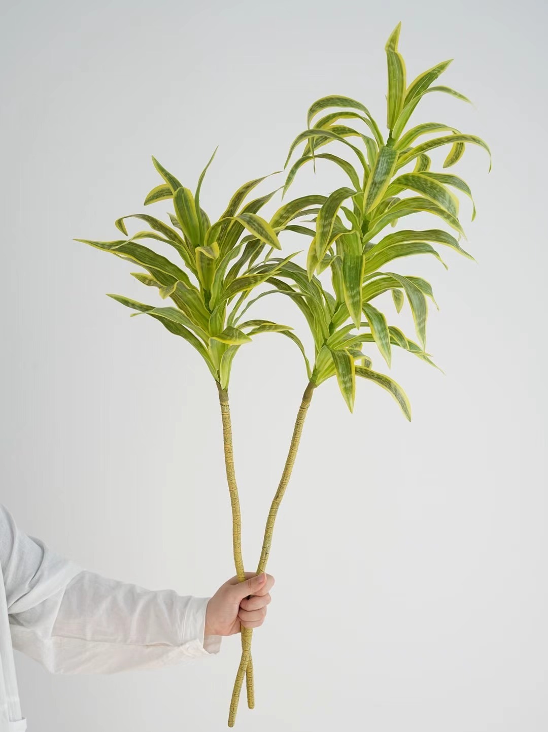 Dracaena