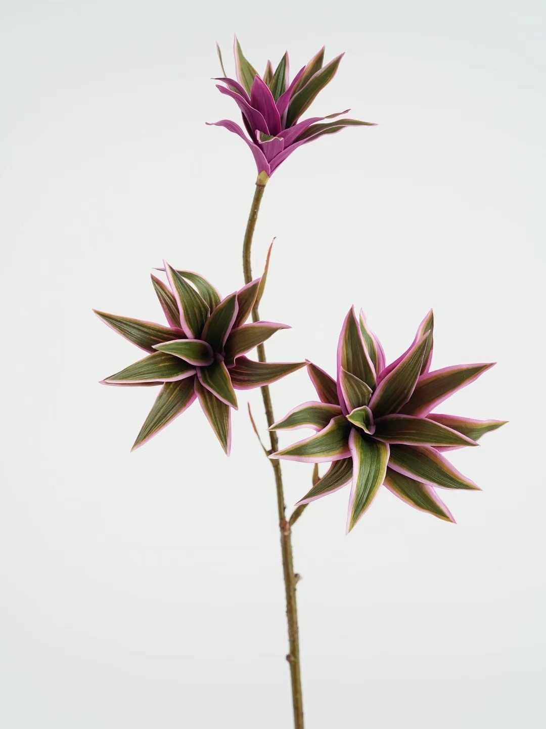 Dracaena