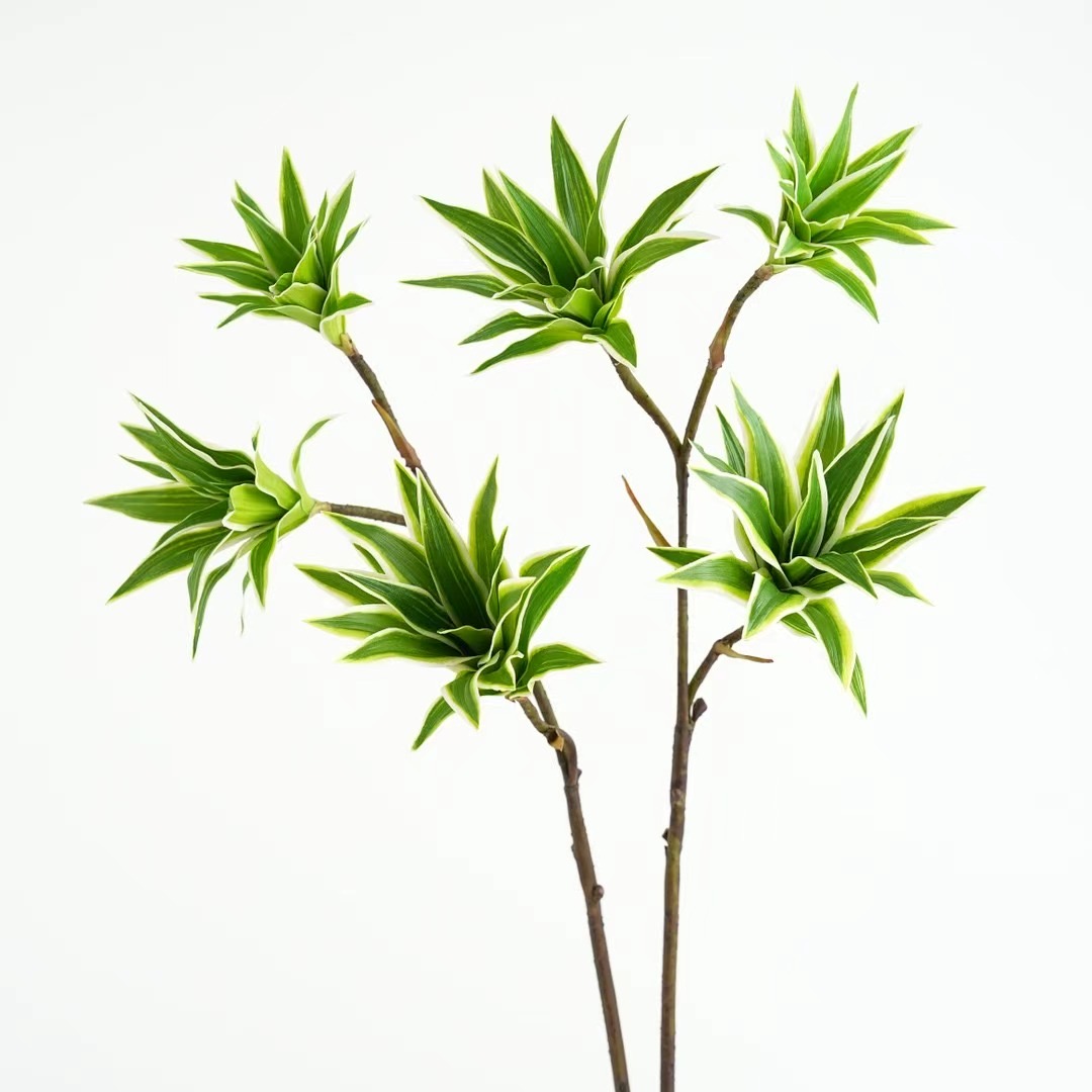 Dracaena