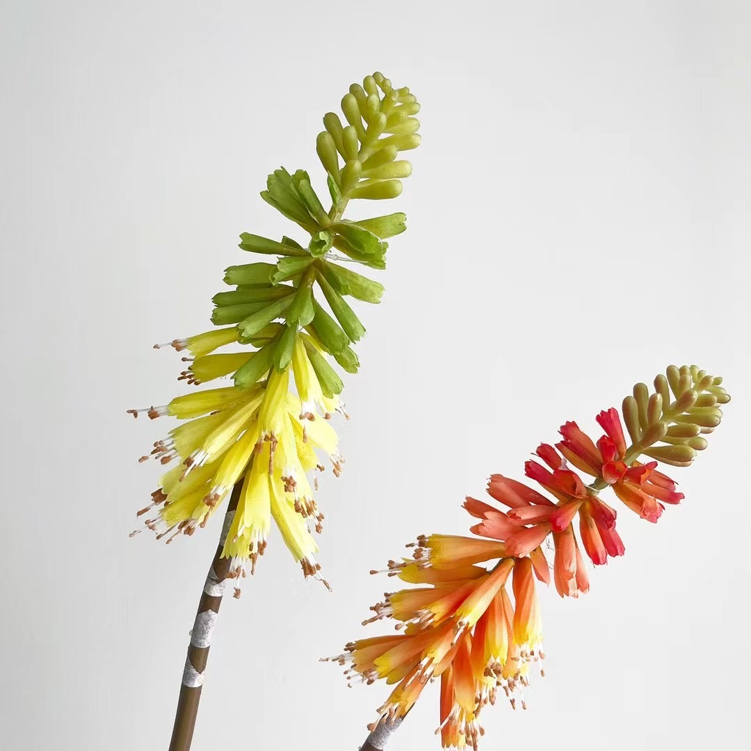 Torch Lily