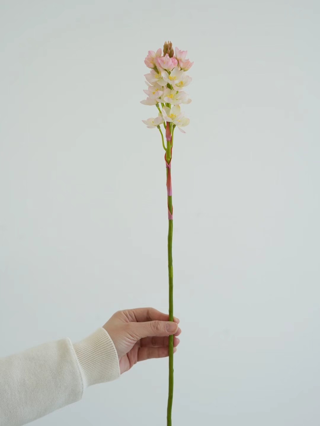 Ornithogalum