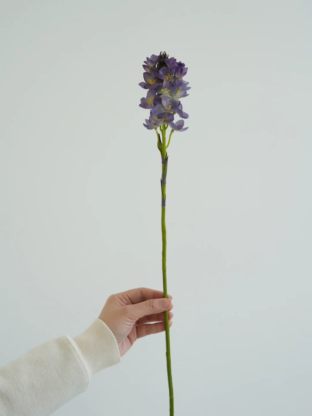 Ornithogalum