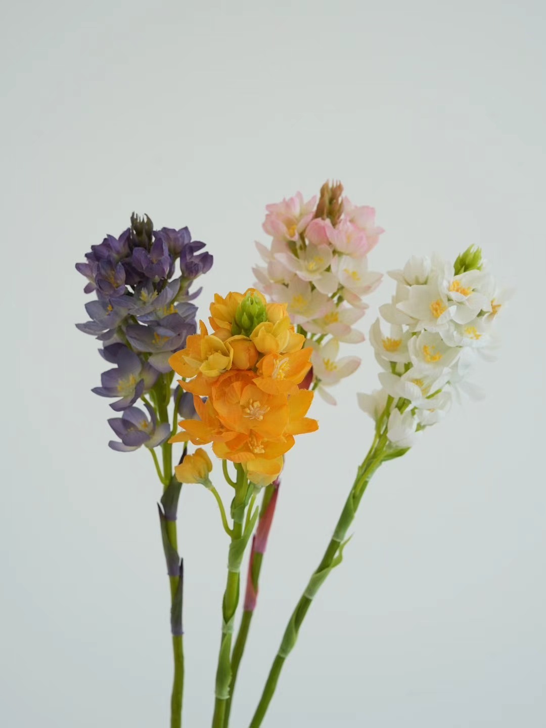 Ornithogalum