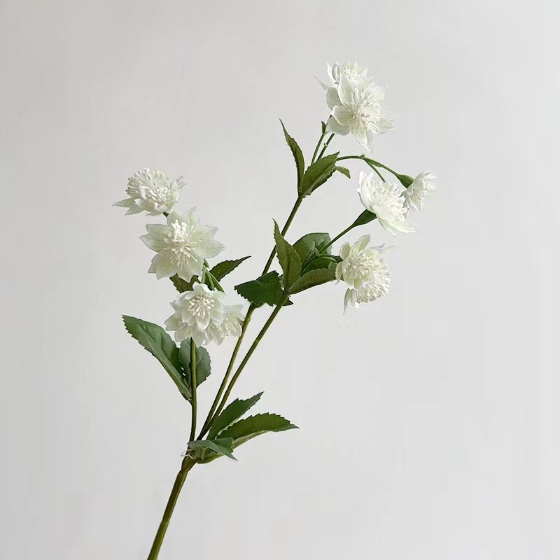 Astrantia