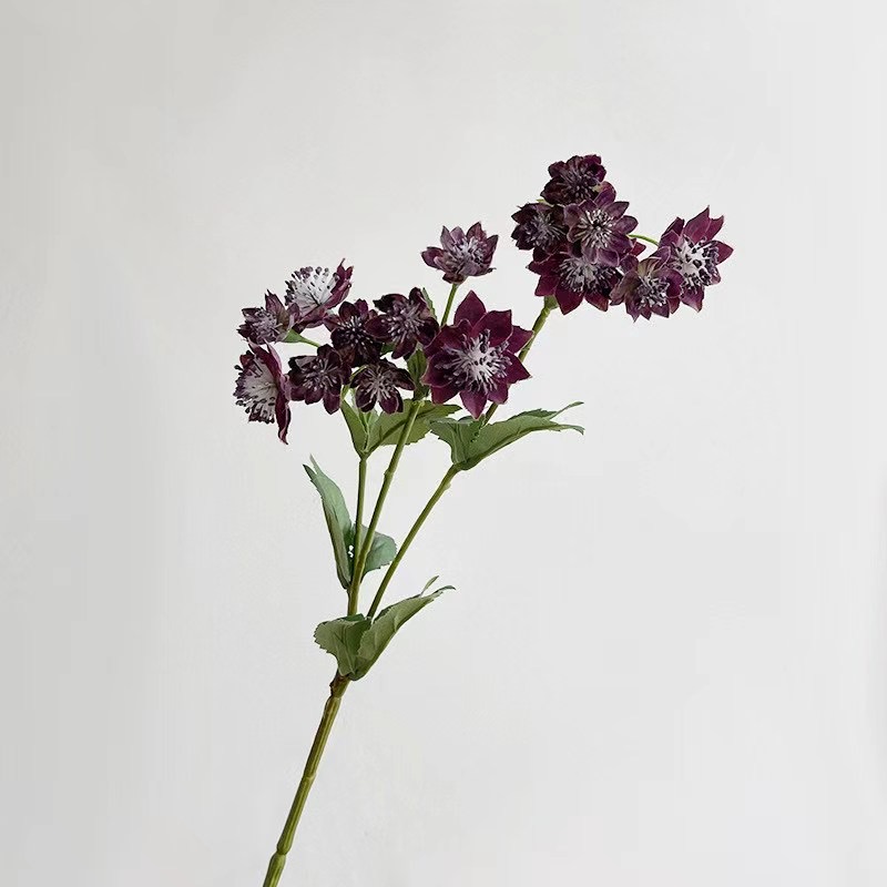 Astrantia