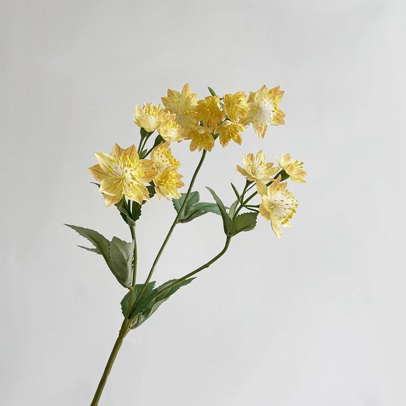 Astrantia