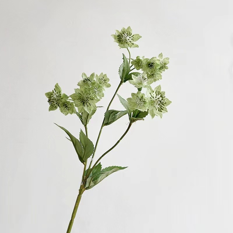 Astrantia