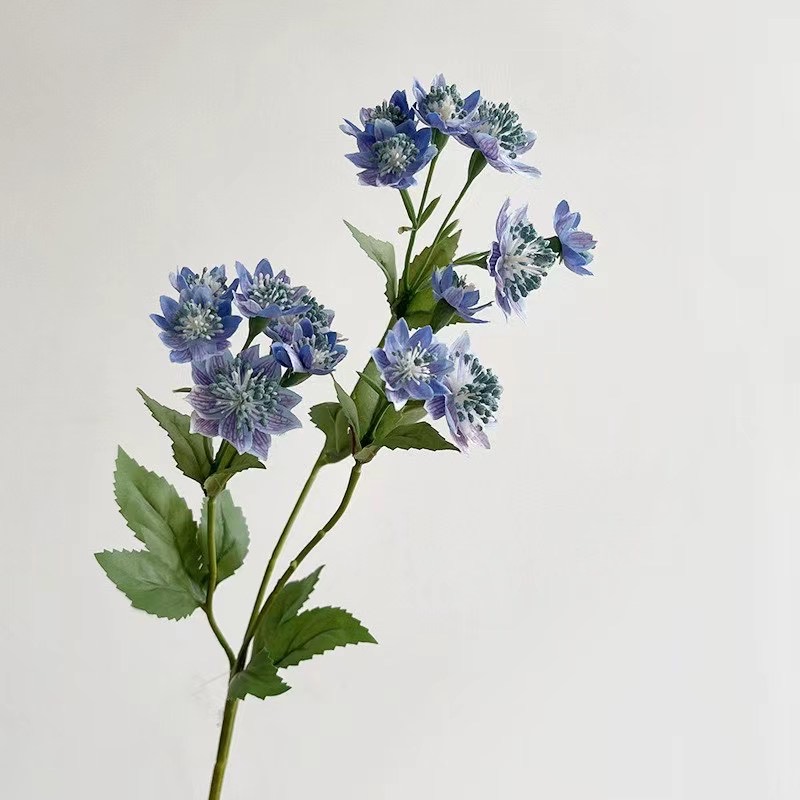 Astrantia