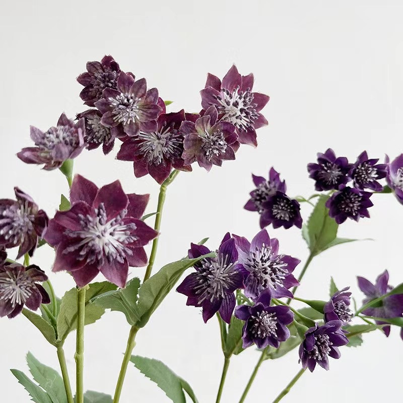 Astrantia