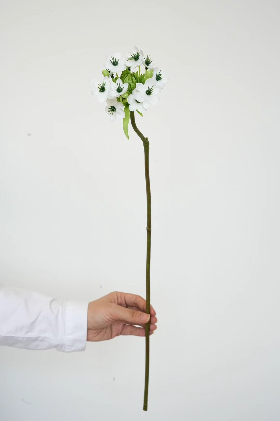 Ornithogalum