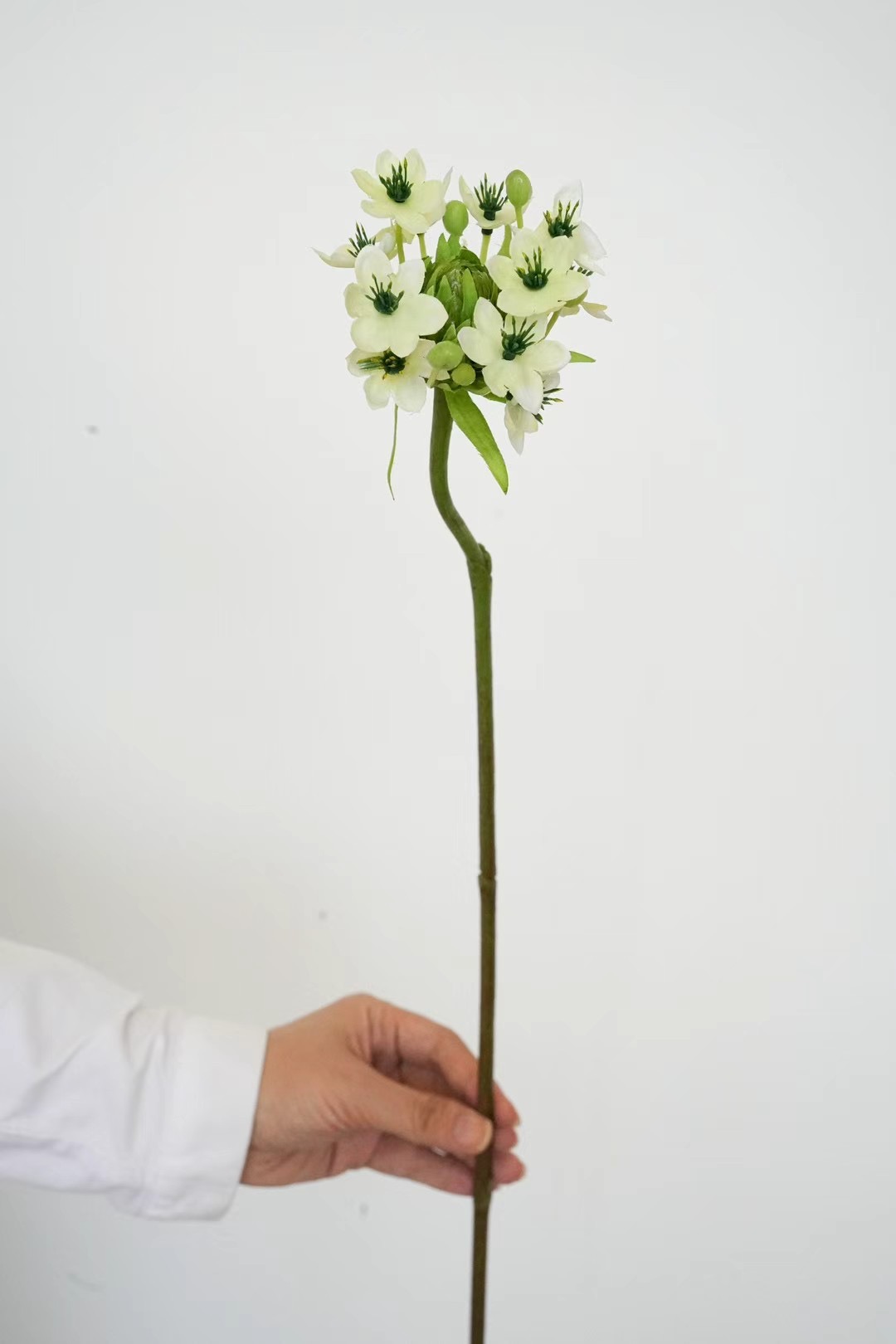 Ornithogalum