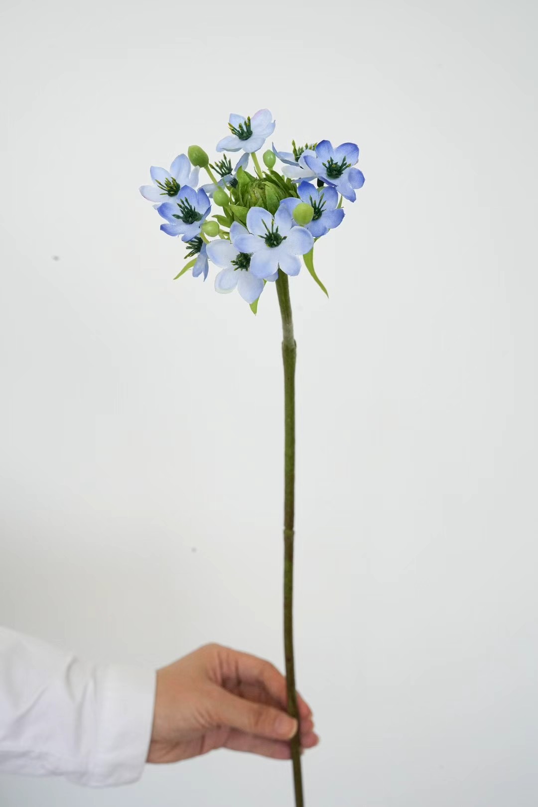 Ornithogalum