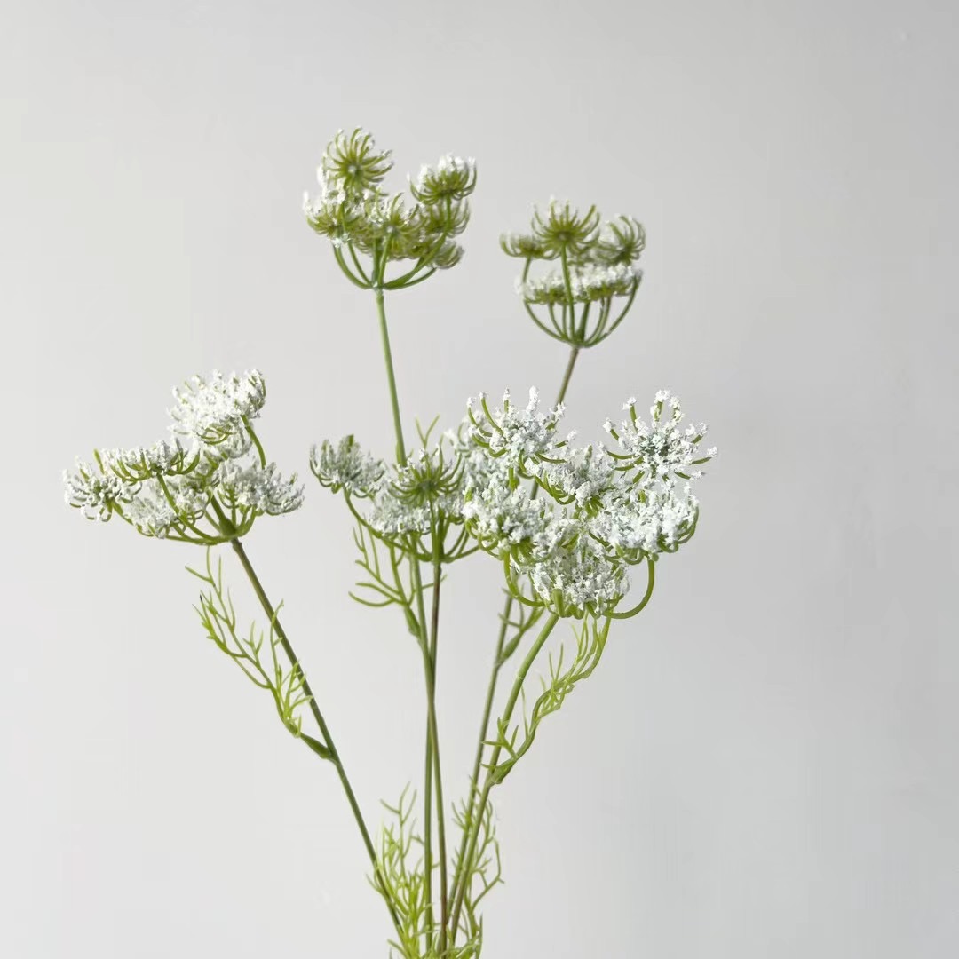 Queen Anne's lace