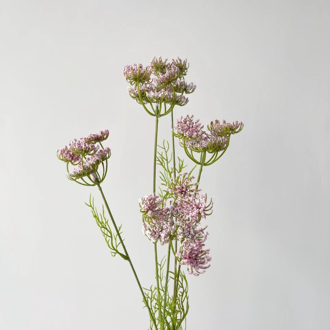 Queen Anne's lace