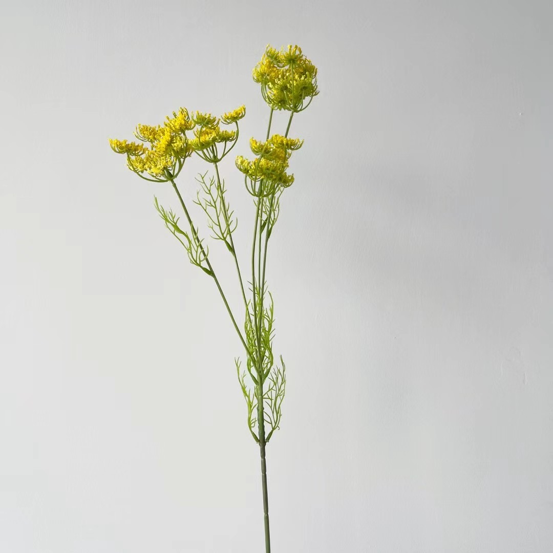Queen Anne's lace
