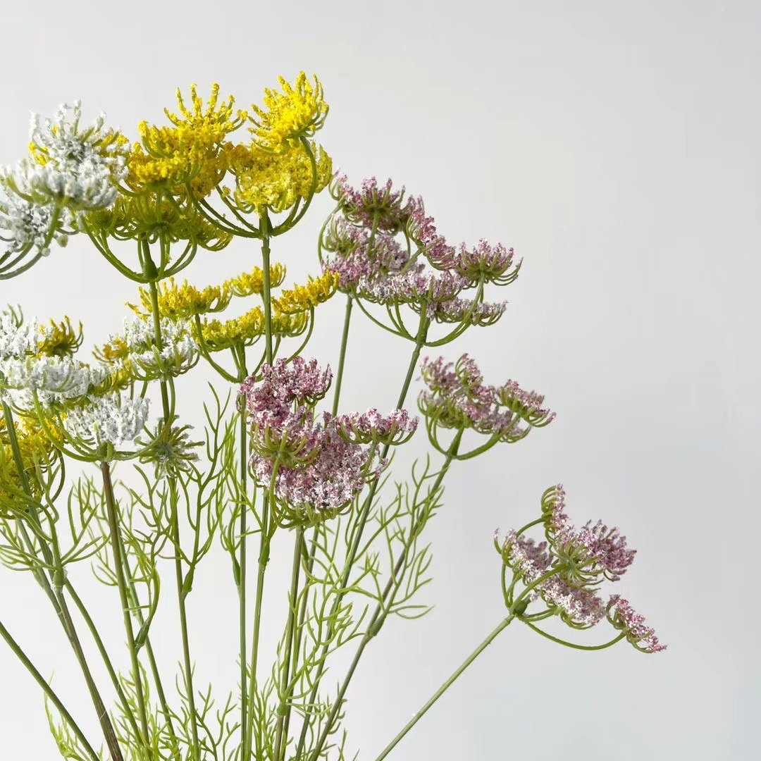 Queen Anne's lace
