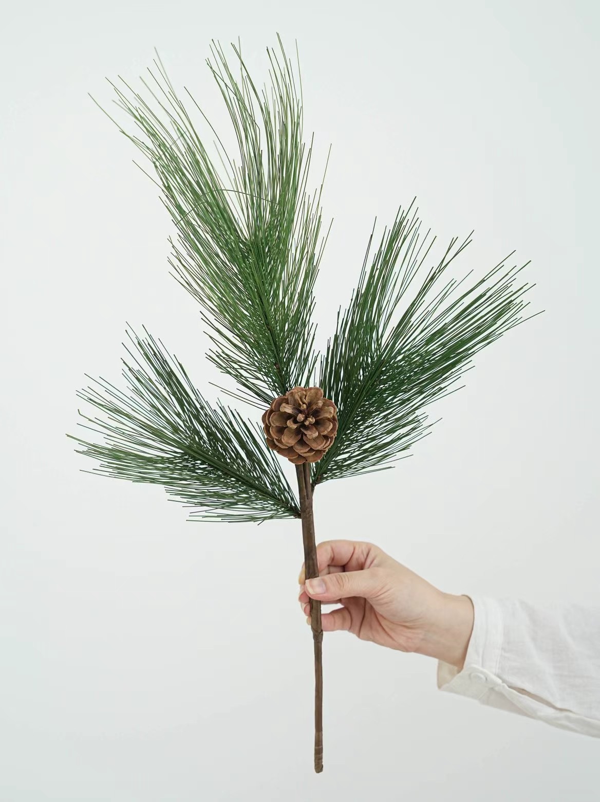 Pine Branches