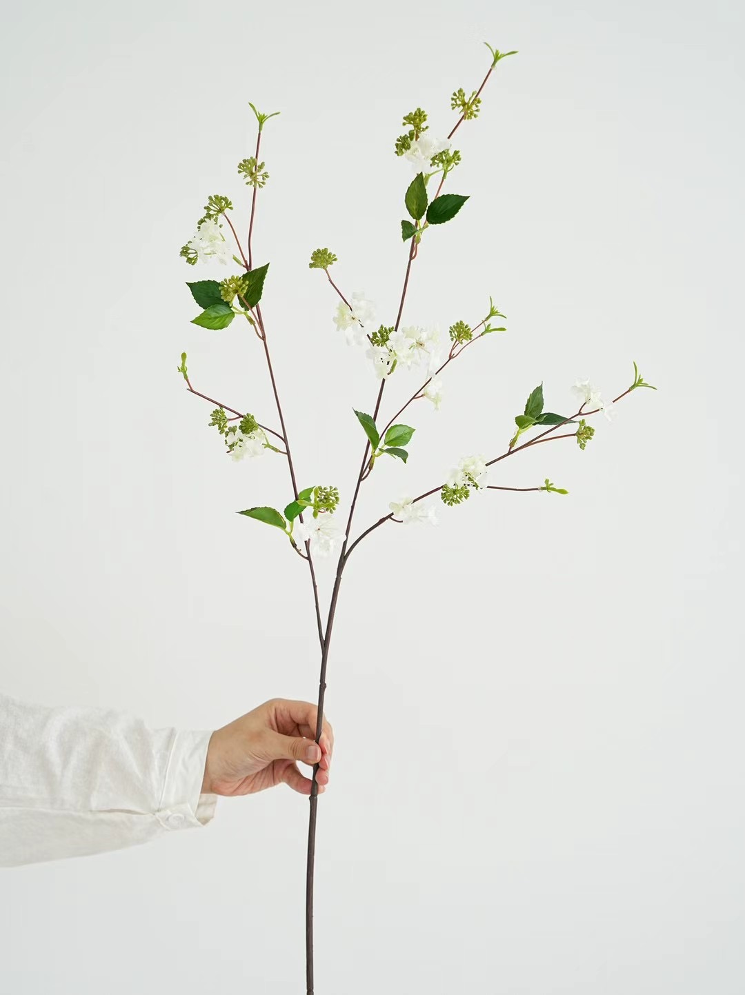 spirea