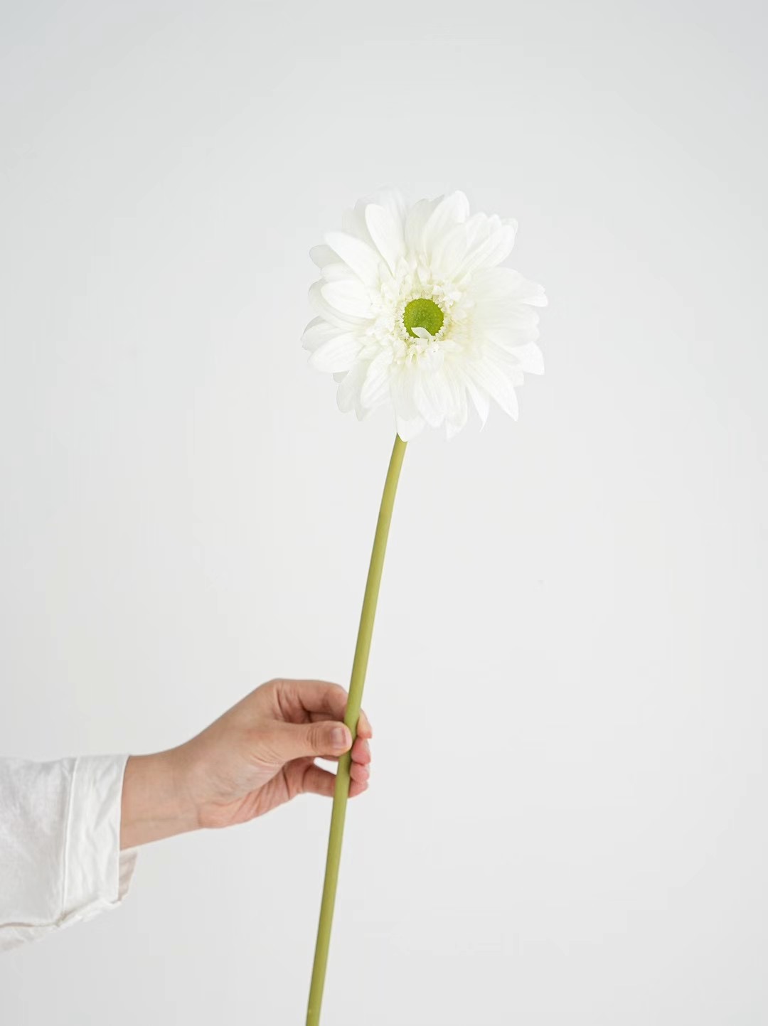 Gerbera