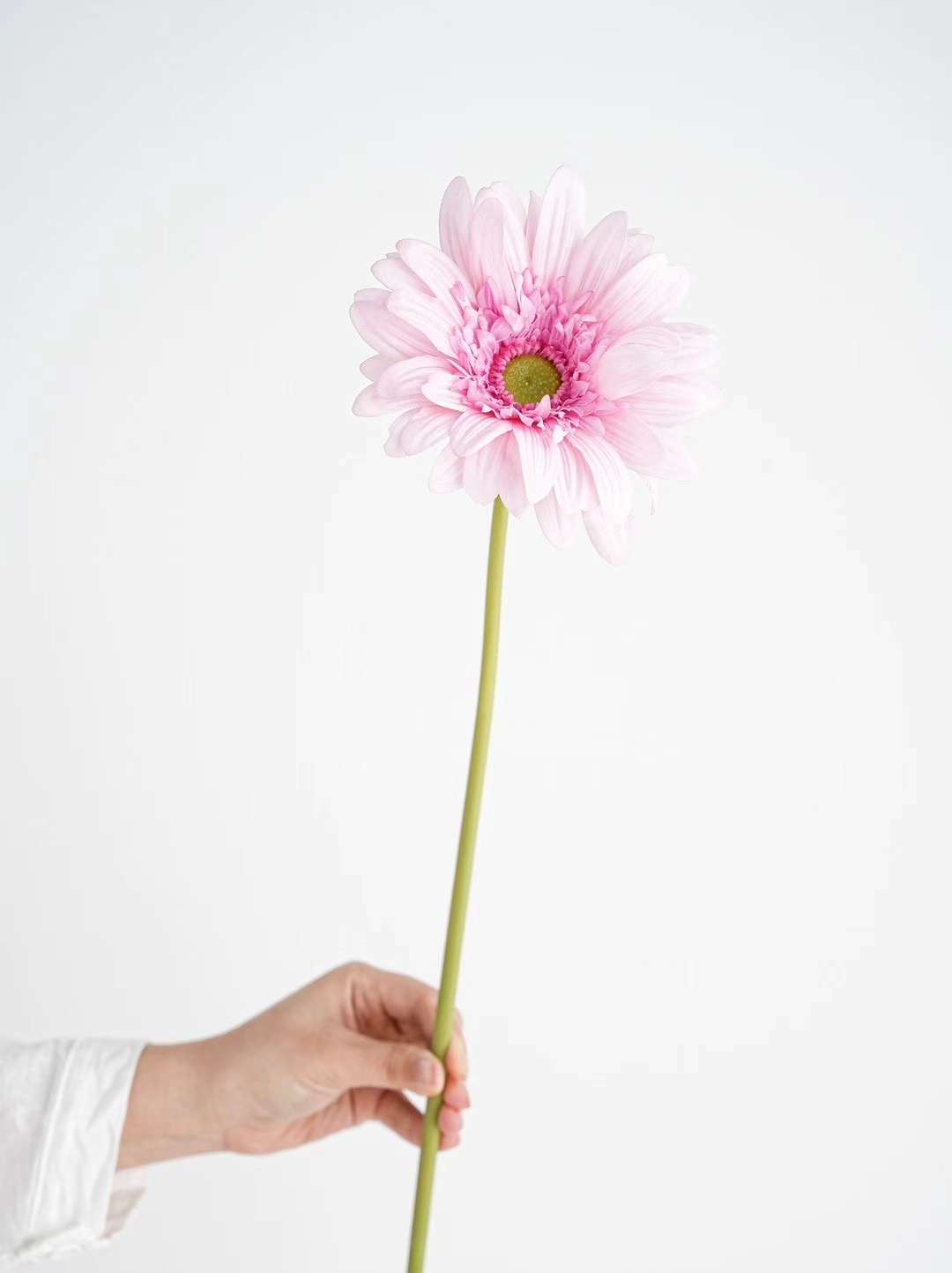 Gerbera