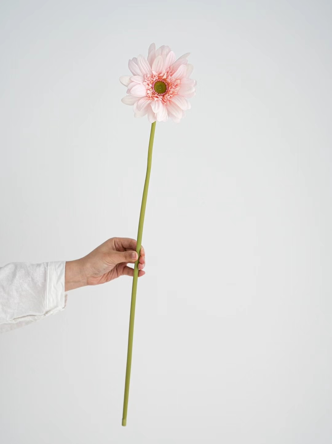 Gerbera