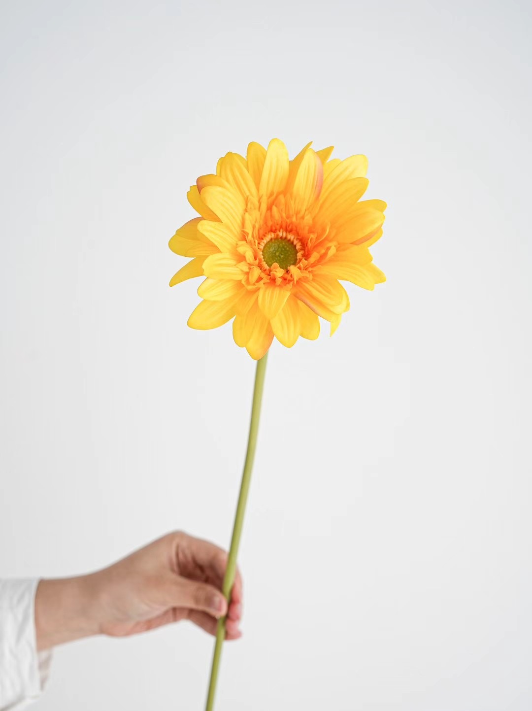 Gerbera