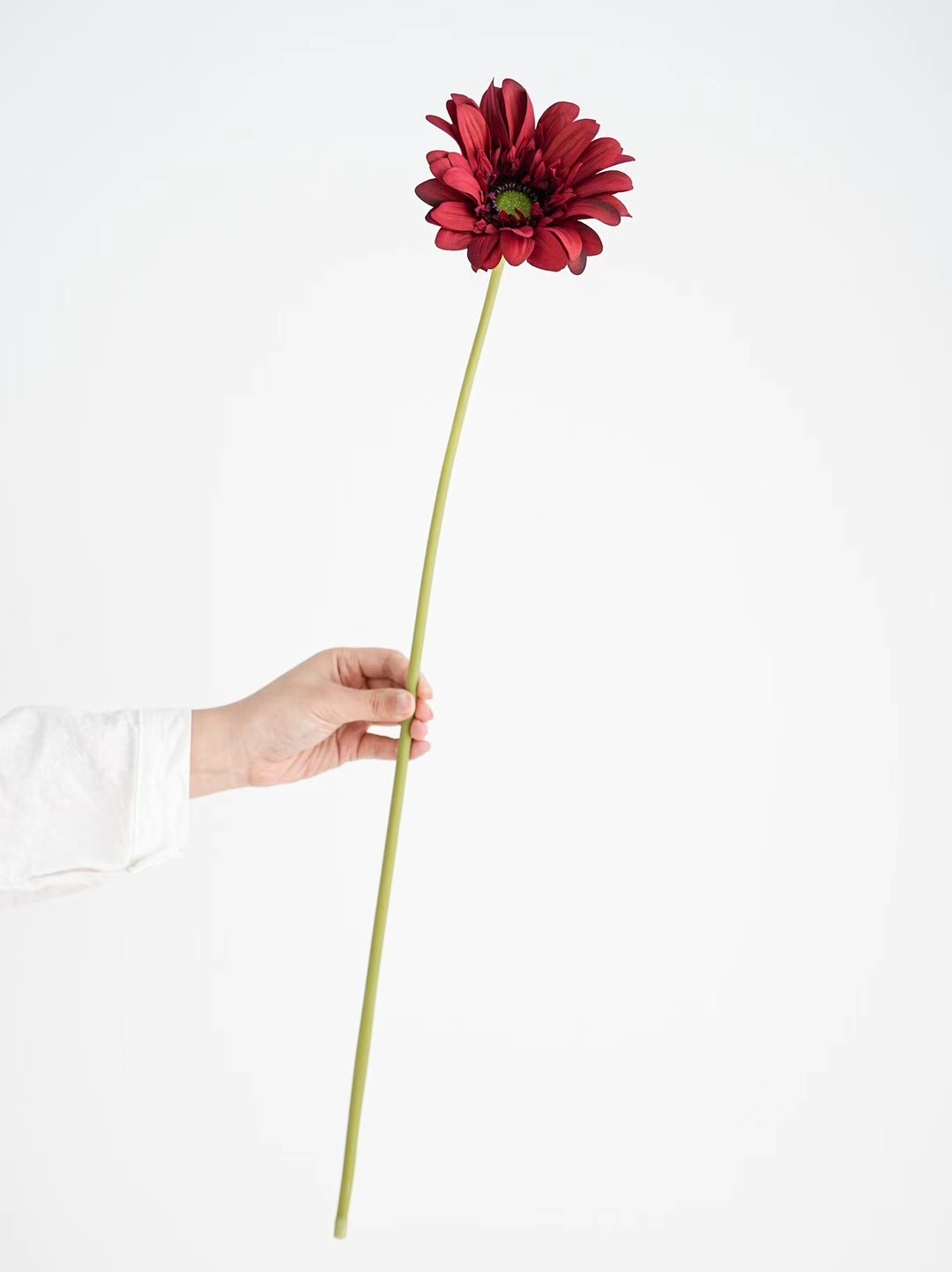 Gerbera