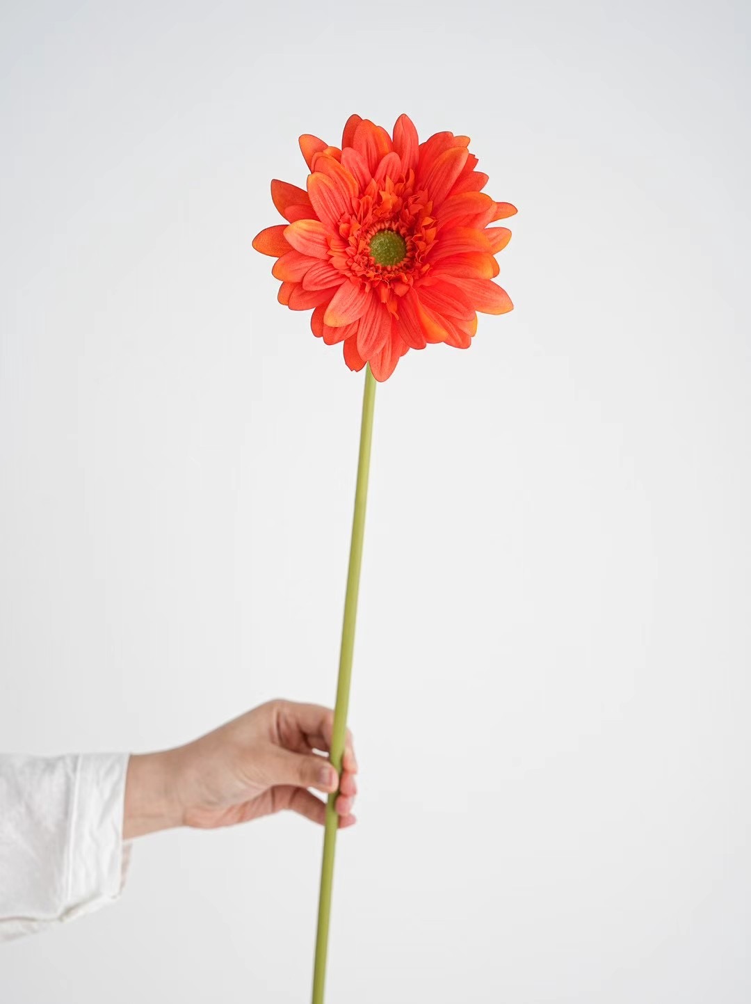 Gerbera