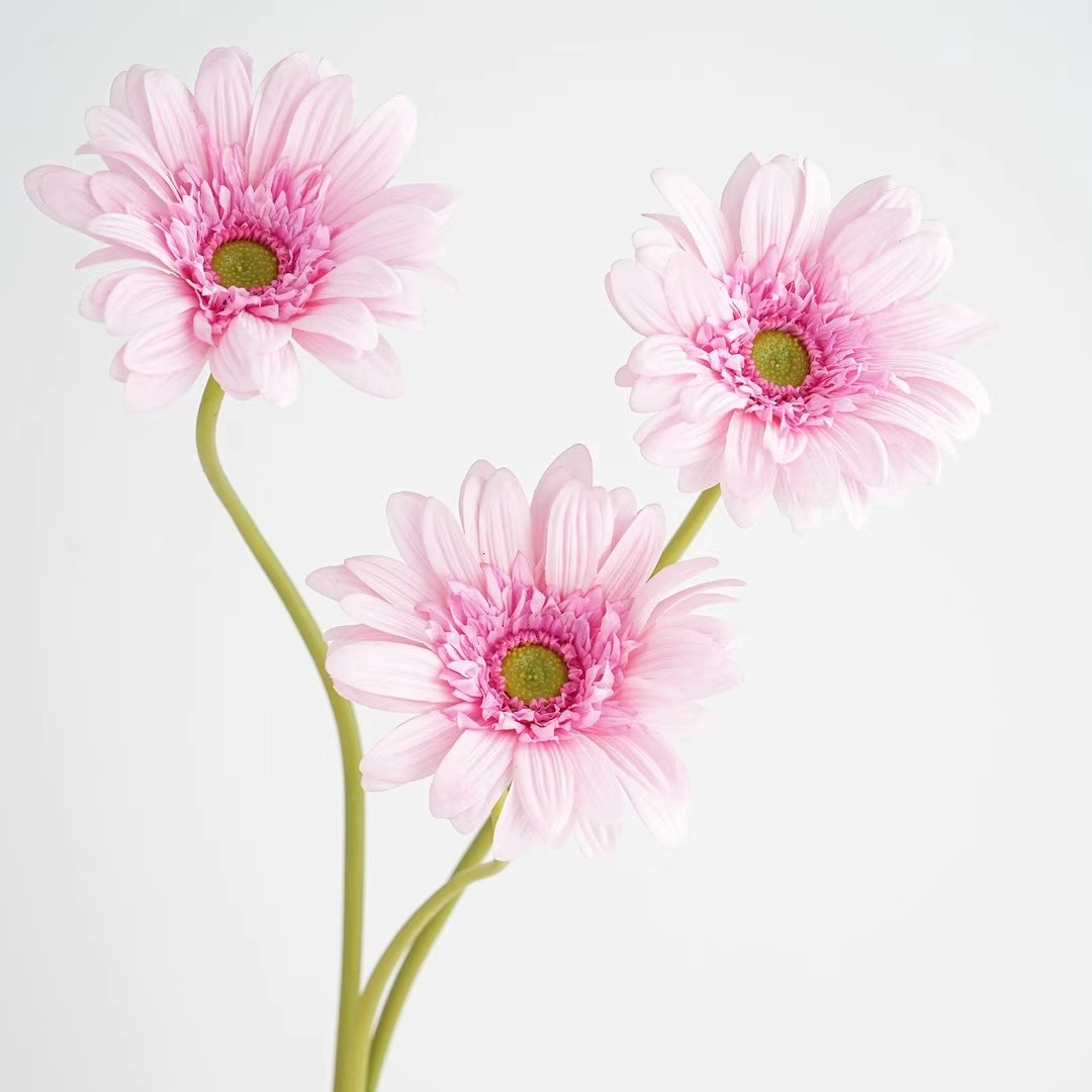 Gerbera