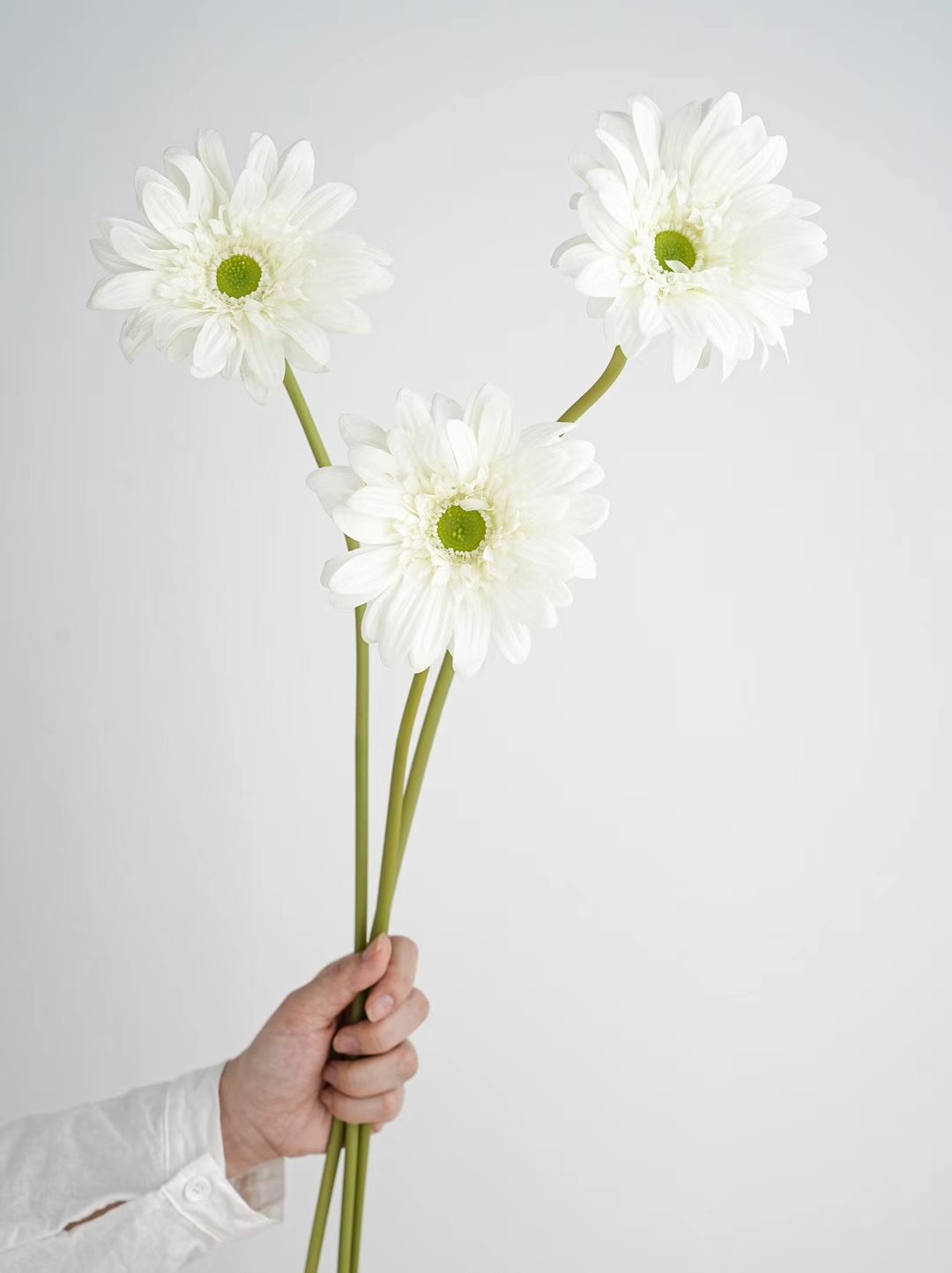 Gerbera